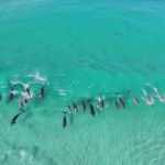 surfing-dolphins-aerial-drone-footage