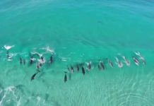 30 dauphins capturés illégalement seront libérés au large des îles Salomon