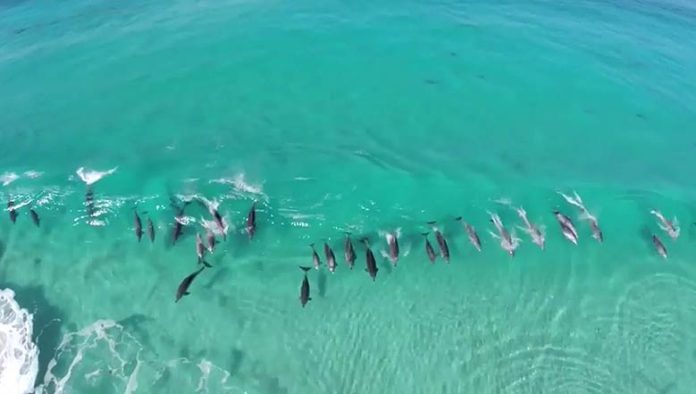 30 dauphins capturés illégalement seront libérés au large des îles Salomon