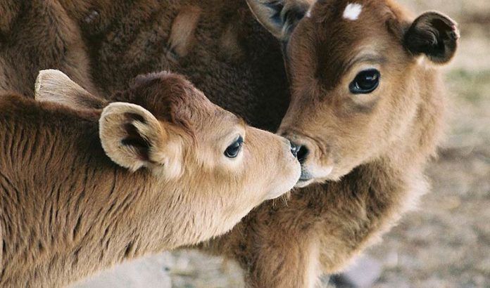 1000 veaux : Feu vert du gouvernement pour doubler la capacité industrielle