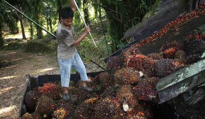 Pesticides, travail des enfants, etc. : même durable, l'huile de palme  peut être synonyme d'abus