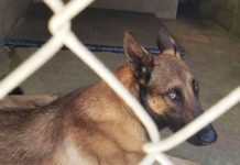 De Game of Thrones à Batman : la souffrance animale derrière les caméras