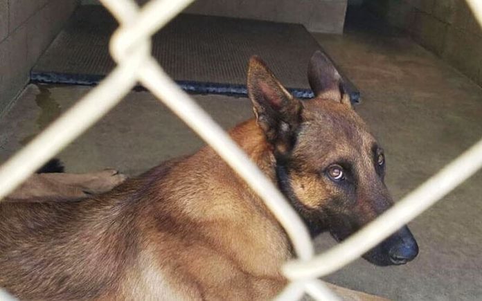 De Game of Thrones à Batman : la souffrance animale derrière les caméras