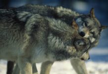 La Vallée des Loups : le récit époustouflant d’un homme à la recherche de « sa meute »