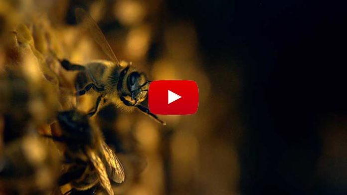 « Avec mes abeilles » : hommage aux butineuses dans ce reportage qui invite à l’émerveillement