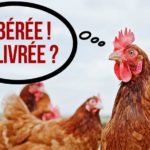 poule_cage