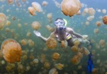 Des méduses pour faire de l’énergie solaire ? La nouvelle trouvaille des scientifiques