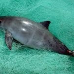 01_marsouin_pascifique