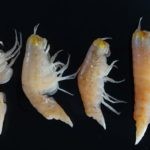 02_ocean_fond_pollution