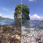 04_coral_guardian_2050