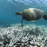 05_coral_guardian_2050