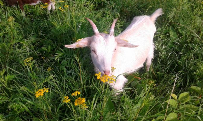 Les biquettes de l’espoir ont besoin de vous !