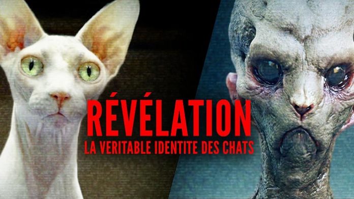 TRIBUNE LIBRE : Révélations, la véritable identité des chats ! By Mrmondialisation Identite_des_chats-696x391