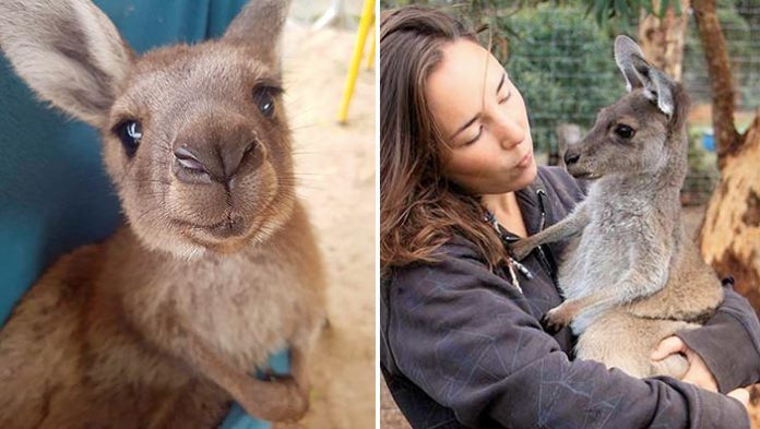 Dans ce sanctuaire, les bébés kangourous trouvent une nouvelle famille