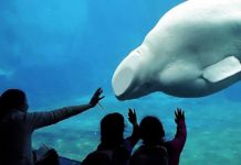 Vancouver prend une décision historique en faveur des cétacés