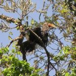 02_sancturaire_inde_foret