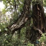 03_sancturaire_inde_foret