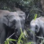 04_sancturaire_inde_foret