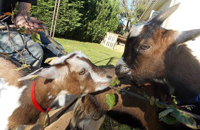 Meurthe-et-Moselle : ce refuge écologique a sauvé des centaines d’animaux