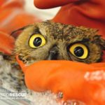 Owl-Eyes-wash-768×511