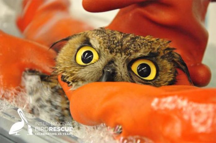 Trafic d’oiseaux protégés : un réseau démantelé en France