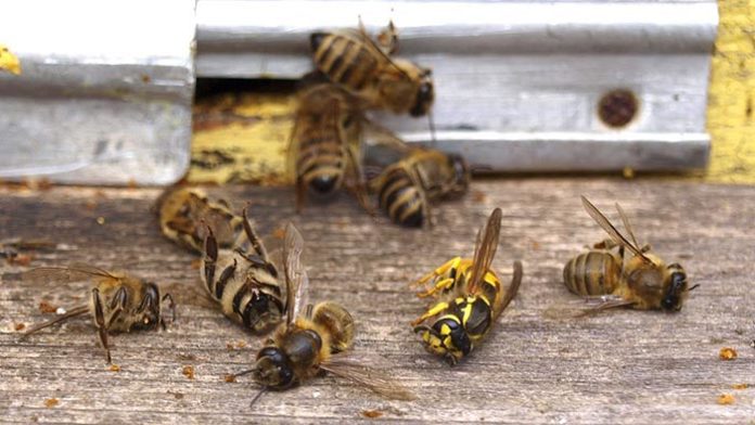Sauvez les abeilles ? le peuple est invité à se prononcer !