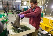 Une invention novatrice pour stopper les marées noires