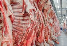 Scandale de la viande avariée au Brésil : comme un goût de « Soleil Vert »