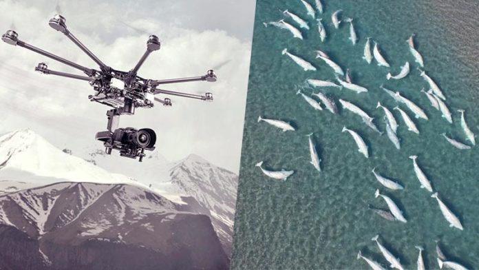 Images d’une fuite de gaz passée sous silence en Alaska. Urgence pour les bélugas !