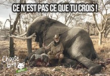 Une campagne originale contre les trophées de chasse lancée par l’ASPAS