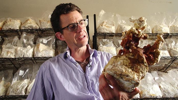 Le champignon pour sauver des vies animales : serait-il le matériau du futur ?