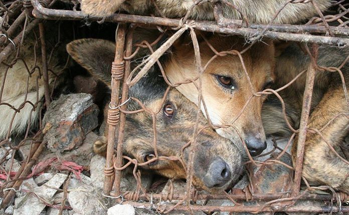 Chine : la fin des chiens torturés au Festival de Yulin ?