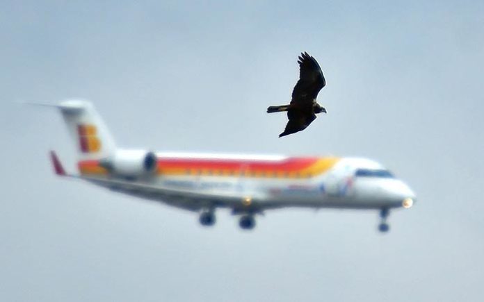 La pollution sonore des Hommes affecte les espaces naturels