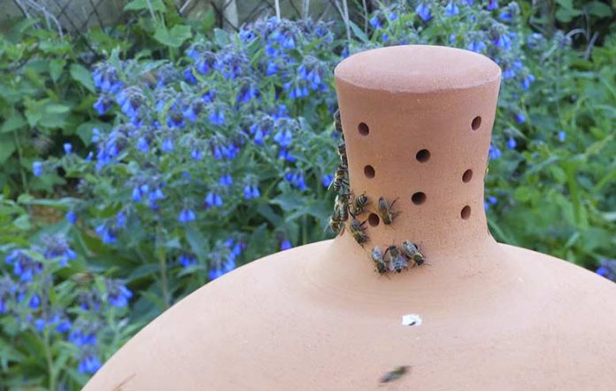 Des ruches « sans miel » en plein Dijon pour sauver les abeilles