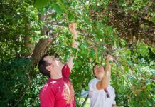 Une carte mondiale des lieux où cueillir gratuitement des fruits