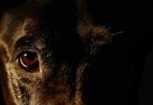 « Les corps des animaux ont été transformés en machines à produire »