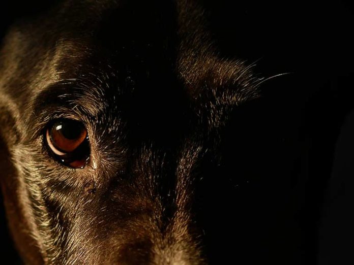 « Les corps des animaux ont été transformés en machines à produire »