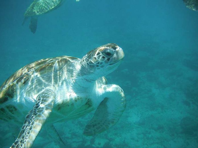 Braconnage de tortues à Mayotte : opération coup de poing de Sea Shepherd !