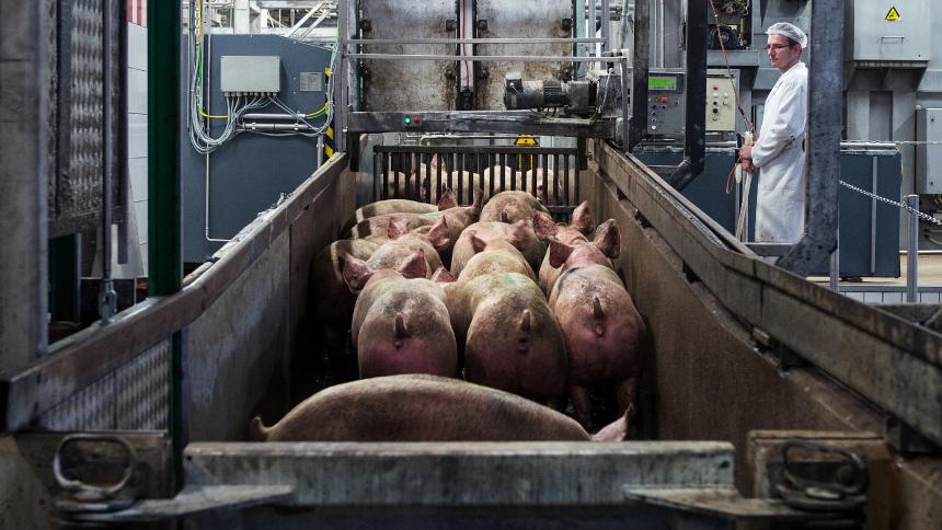 « Le vrai coût de la viande pas chère » : un reportage édifiant sur le porc allemand ! By Mrmondialisation Industrie_porc_allem