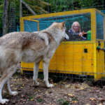 Etude Loup