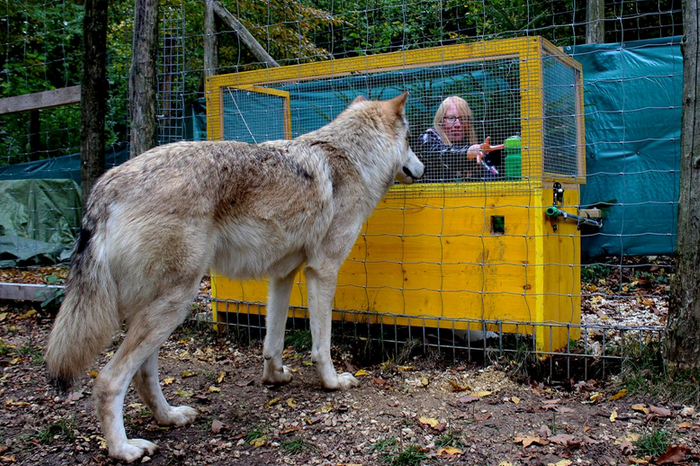 Le loup en France : mieux le comprendre pour mieux vivre avec lui -  Sciences et Avenir