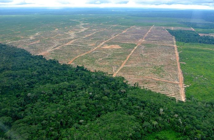 Pérou : 6 fermiers assassinés pour leurs terres au nom de l’huile de palme