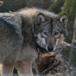 Wolf Science Center