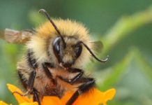 75 % du miel vendu contient des pesticides dangereux pour les abeilles