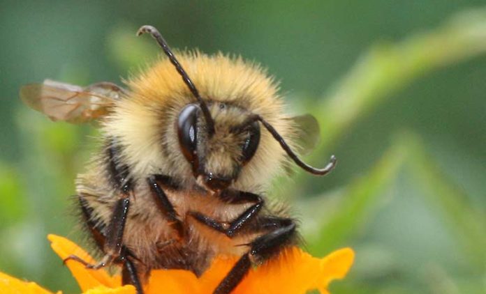75 % du miel vendu contient des pesticides dangereux pour les abeilles