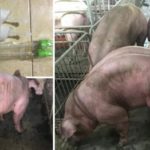 Duroc-Cambodia-750×394