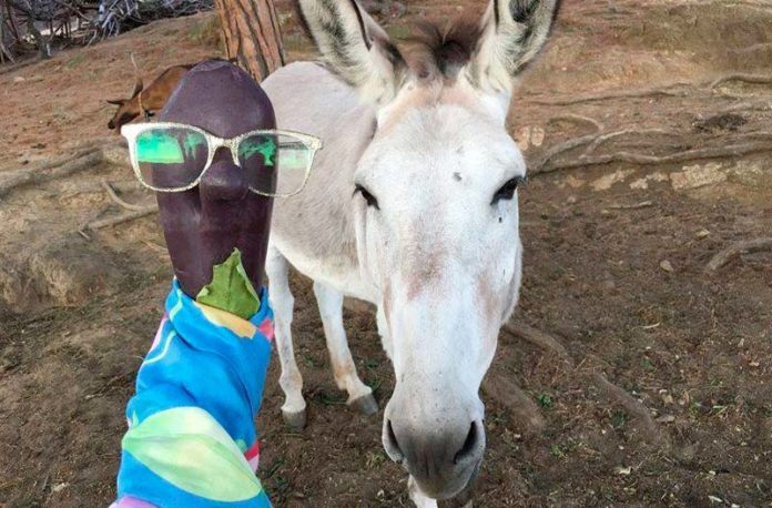 Quand une aubergine écrit à Nicolas Hulot…