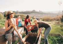 San Francisco : ce « jardin partagé adossé à la colline » produit 11 tonnes de fruits et légumes