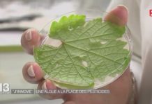 Une algue pour remplacer les pesticides ? Une découverte prometteuse