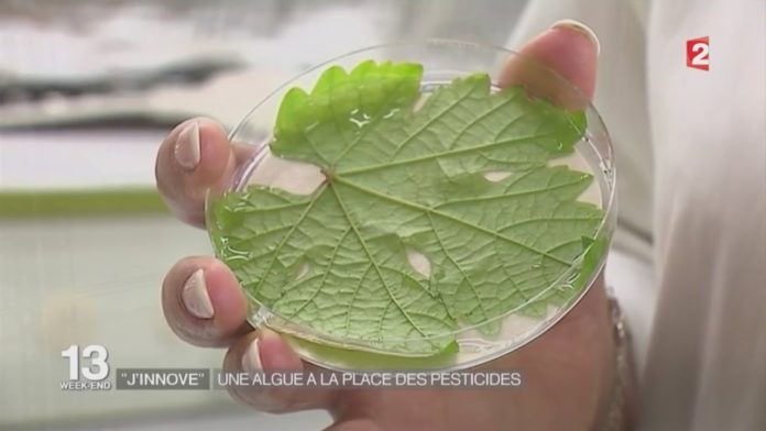 Une algue pour remplacer les pesticides ? Une découverte prometteuse